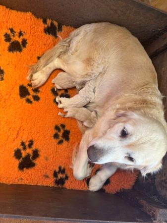 Golden Retriever for sale by GOLDTAG