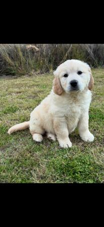 Golden Retriever puppy for sale by GOLDTAG