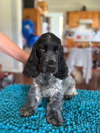 Cocker Spaniel for sale by GOLDTAG