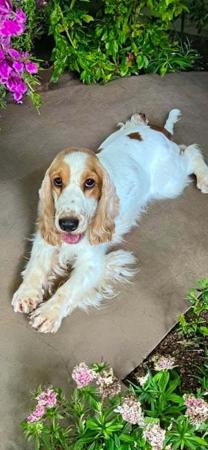Cocker Spaniel for sale by GOLDTAG