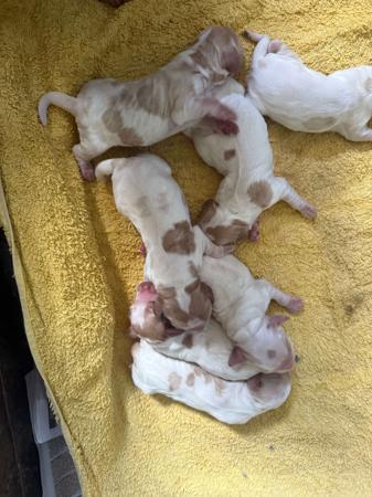 Cocker Spaniel for sale by GOLDTAG