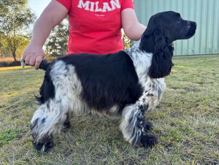 Cocker Spaniel for sale by GOLDTAG