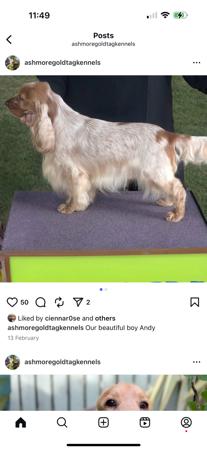 Cocker Spaniel for sale by GOLDTAG