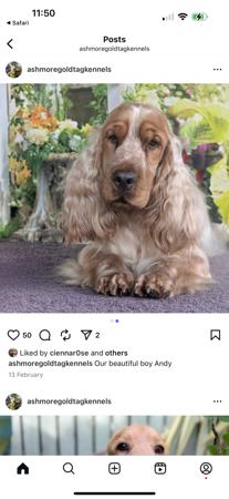 Cocker Spaniel for sale by GOLDTAG