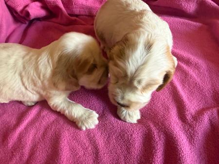 Cocker Spaniel puppy for sale by GOLDTAG