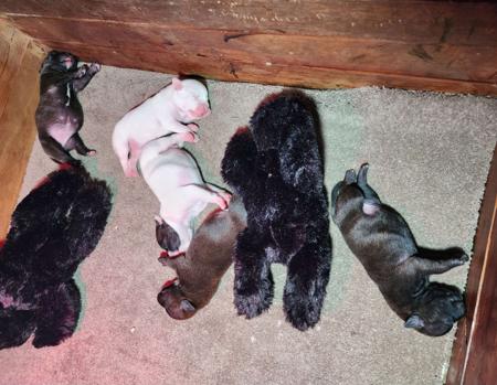Staffordshire Bull Terrier for sale by STONYACRES
