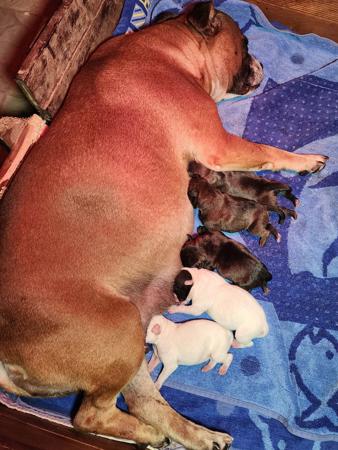 Staffordshire Bull Terrier for sale by STONYACRES