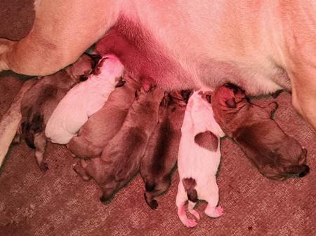 Staffordshire Bull Terrier for sale by STONYACRES