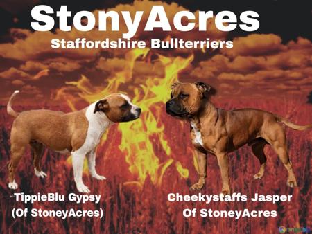 Staffordshire Bull Terrier for sale by STONYACRES
