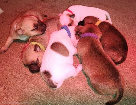 Staffordshire Bull Terrier puppy for sale by STONYACRES