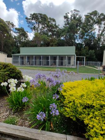 Labrador Retriever for sale by NATIVERUN