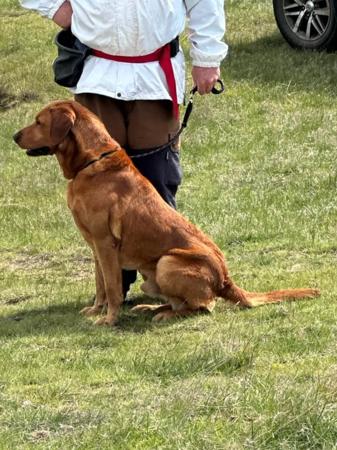 Labrador Retriever for sale by NATIVERUN