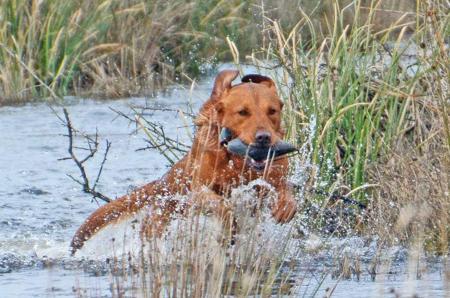 Labrador Retriever for sale by NATIVERUN