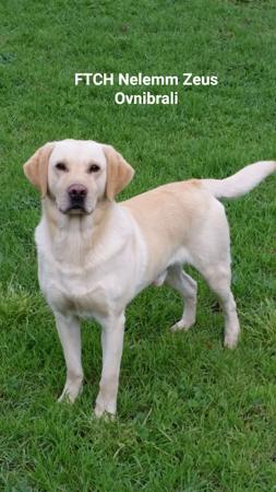 Labrador Retriever for sale by NATIVERUN