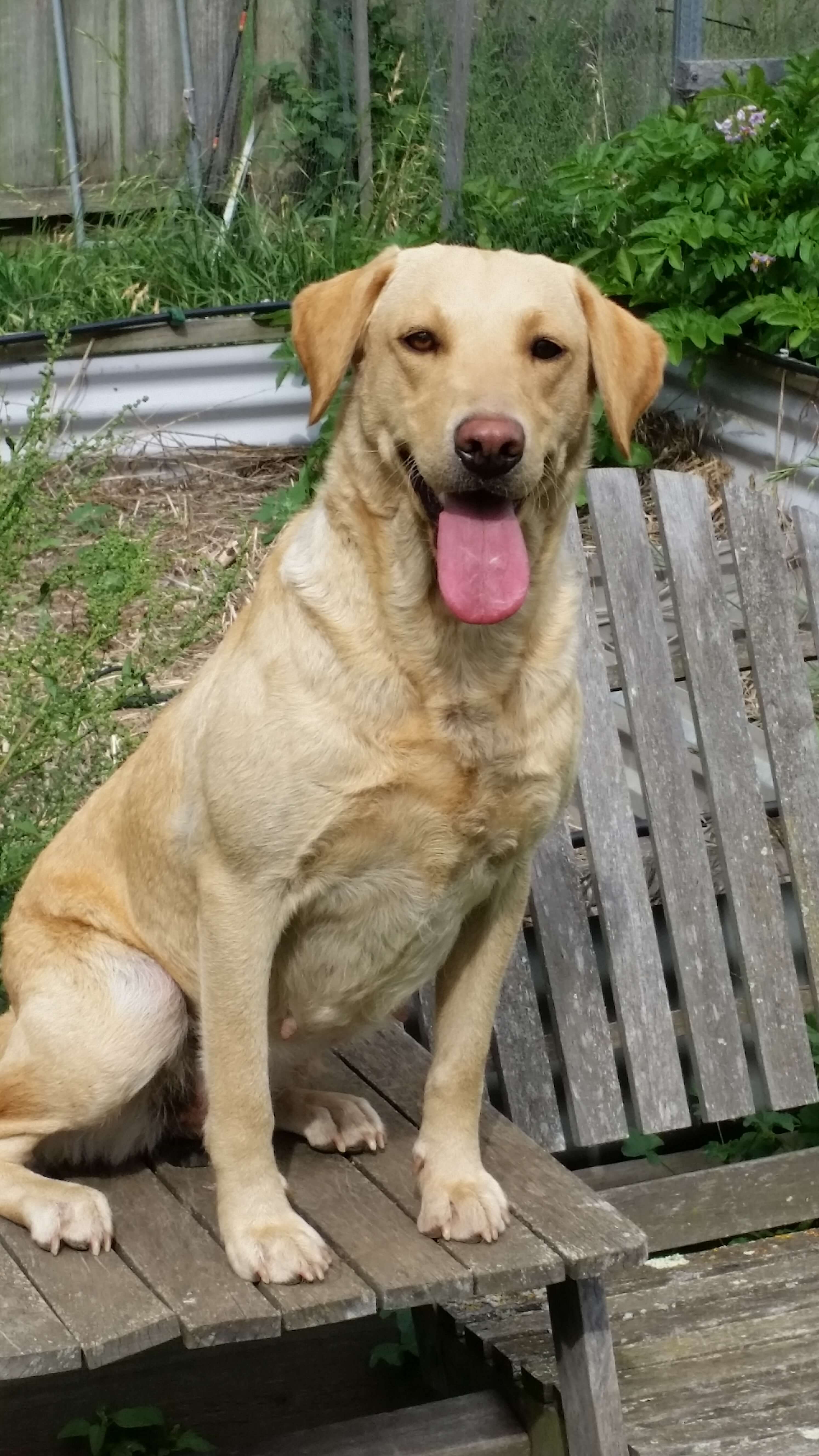 Labrador Retriever for sale by NATIVERUN