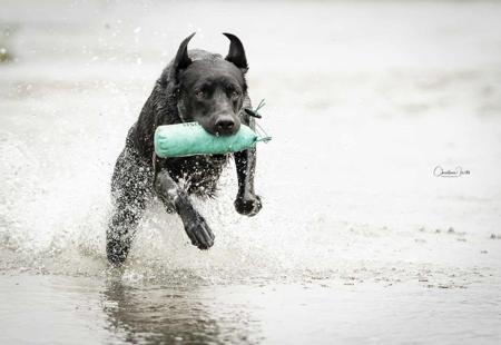 Labrador Retriever for sale by NATIVERUN