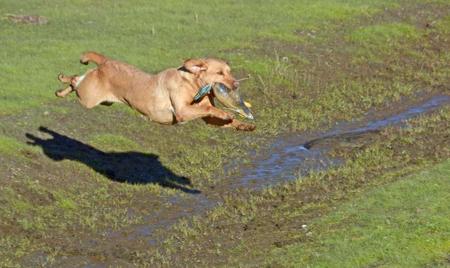 Labrador Retriever for sale by NATIVERUN