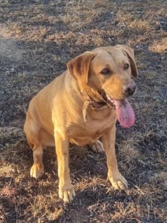 Labrador Retriever for sale by NATIVERUN