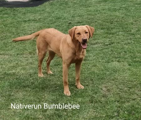 Labrador Retriever for sale by NATIVERUN