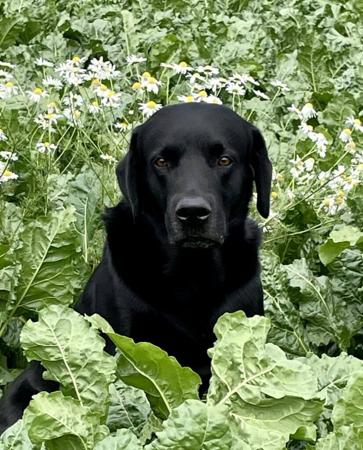 Labrador Retriever for sale by NATIVERUN