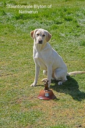 Labrador Retriever for sale by NATIVERUN