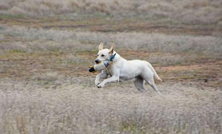 Labrador Retriever for sale by NATIVERUN