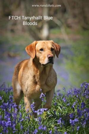 Labrador Retriever for sale by NATIVERUN