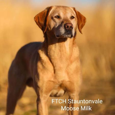 Labrador Retriever for sale by NATIVERUN