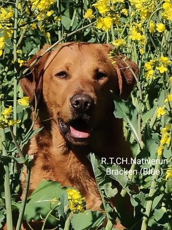 Labrador Retriever for sale by NATIVERUN