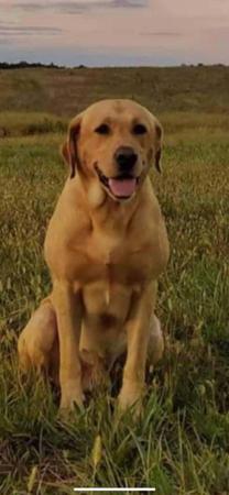 Labrador Retriever for sale by NATIVERUN