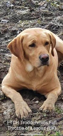 Labrador Retriever for sale by NATIVERUN