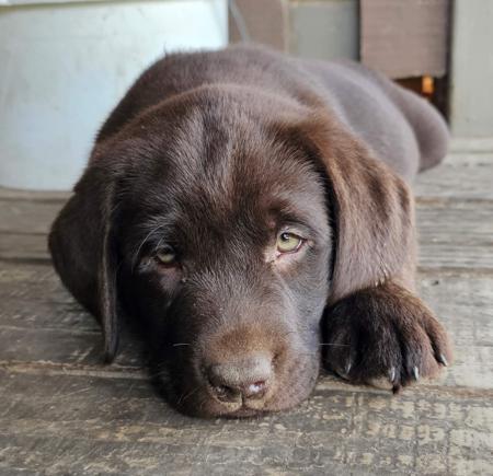Labrador Retriever for sale by FITZMOXON