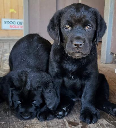 Labrador Retriever for sale by FITZMOXON