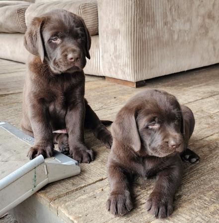 Labrador Retriever for sale by FITZMOXON