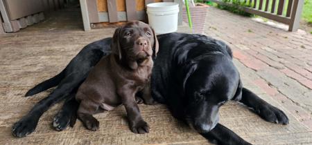 Labrador Retriever for sale by FITZMOXON