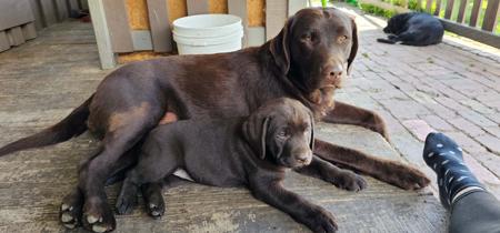 Labrador Retriever for sale by FITZMOXON
