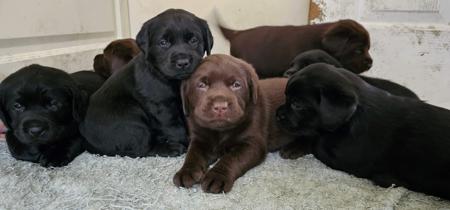 Labrador Retriever for sale by FITZMOXON