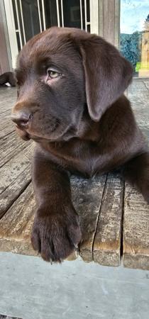 Labrador Retriever for sale by FITZMOXON