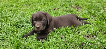 Labrador Retriever for sale by FITZMOXON