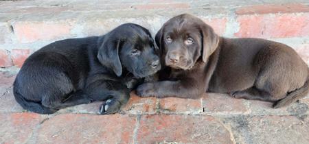 Labrador Retriever for sale by FITZMOXON