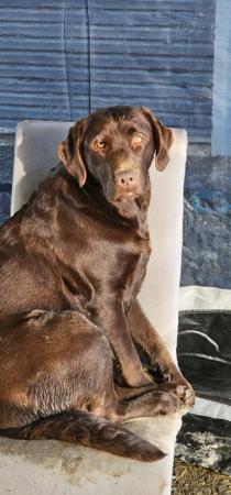Labrador Retriever for sale by FITZMOXON