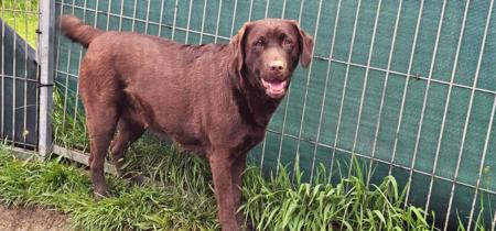 Labrador Retriever for sale by FITZMOXON