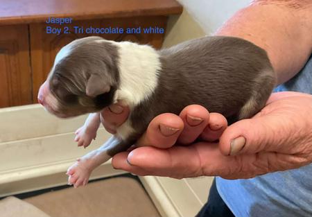 Border Collie puppy for sale by BBBC