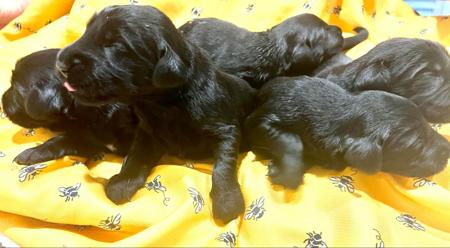 Flat Coated Retriever for sale by ALUBYC