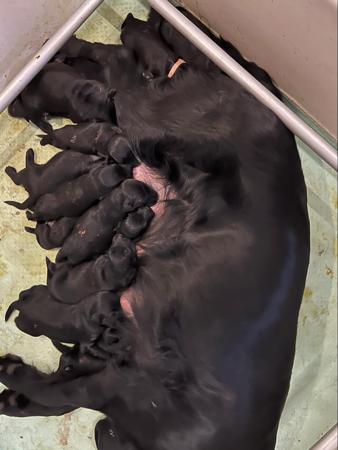 Flat Coated Retriever for sale by ALUBYC