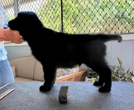 Flat Coated Retriever for sale by ALUBYC