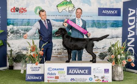 Flat Coated Retriever for sale by ALUBYC