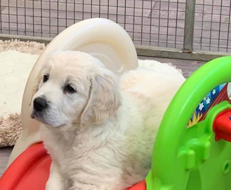 Golden Retriever puppy for sale by ALUBYC