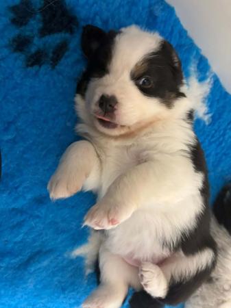 Australian Shepherd puppy for sale by THEARK