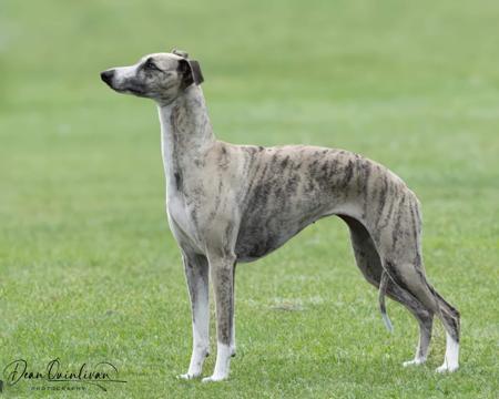 Whippet for sale by AMASHUTU